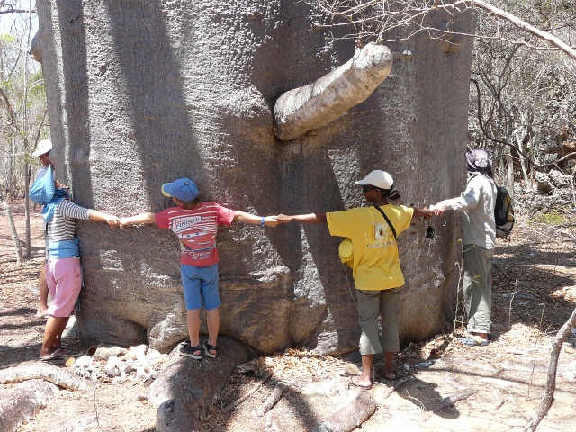 Sacred-Baobab