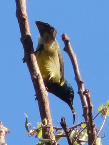 Sunbird