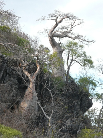 karst-trees