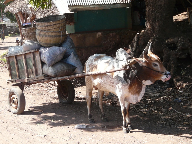 Zebu-cart