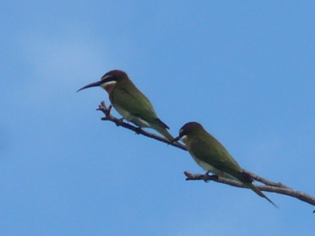 Bee-eaters