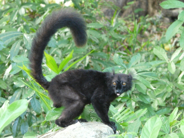 Black-Lemur