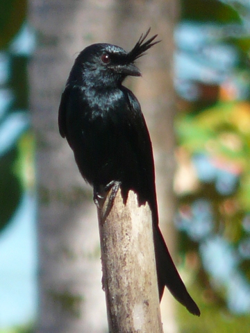 Crested-Drongo