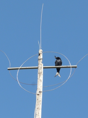 Drongo-antenna