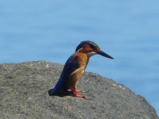 Malagasy-Kingfisher-Alcedo-Vintsioides