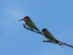 Bee-eaters (235 KB)