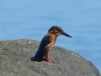 Malagasy-Kingfisher-Alcedo-Vintsioides (129 KB)