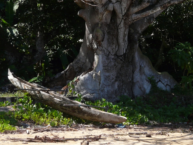 treetrunk