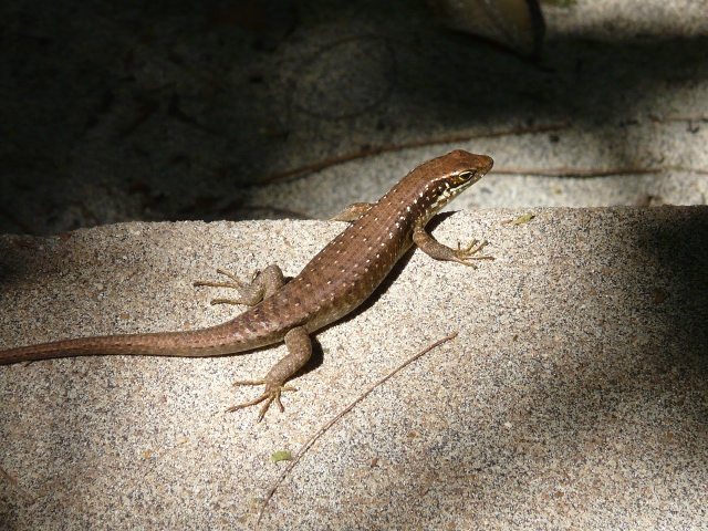 skink