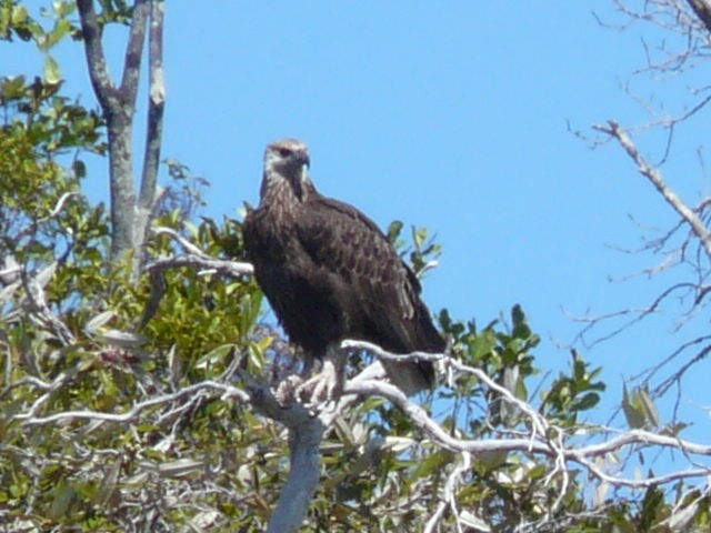 FishEagle