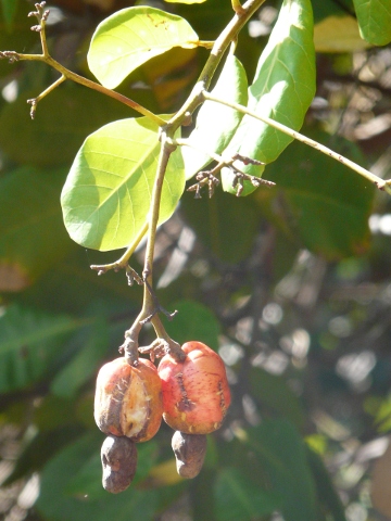 cashews