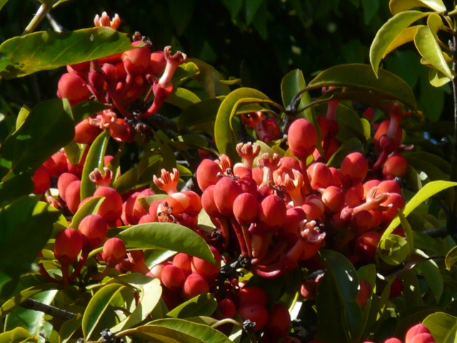 red-flowers