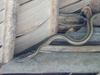 snake (196 KB)
