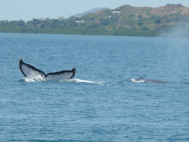 WhaleTailBlow