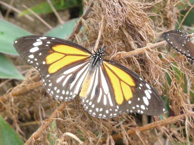 butterfly