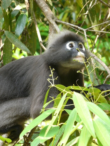 Dusky Langur