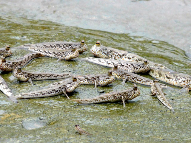 Mudskippers