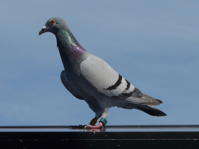 Male pigeon