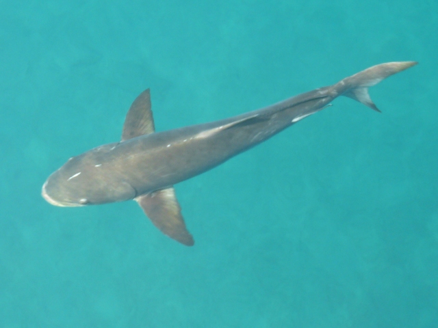 Cobia