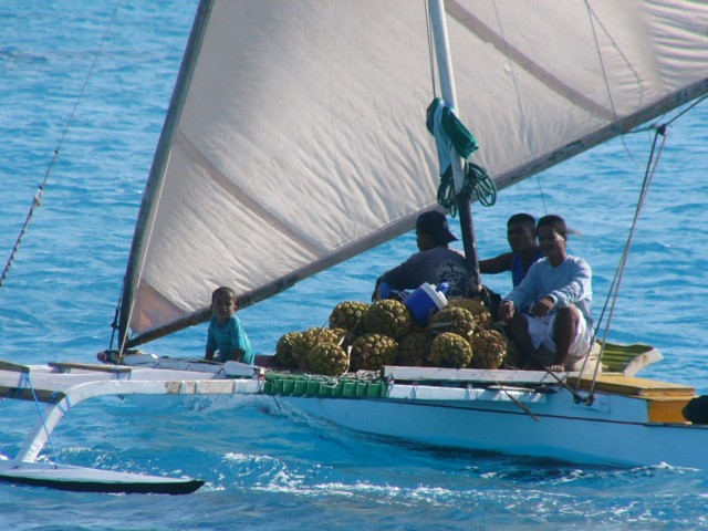 pandanus