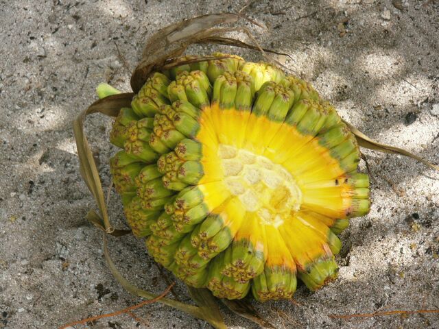 Pandanus fruit