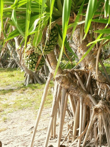 Pandanus tree