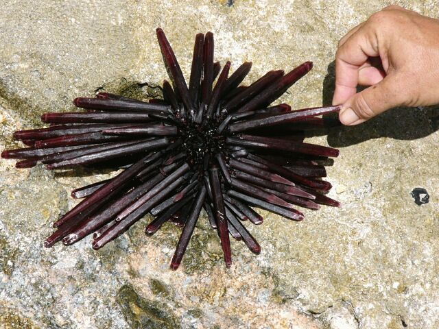 Purple Sea Urchin