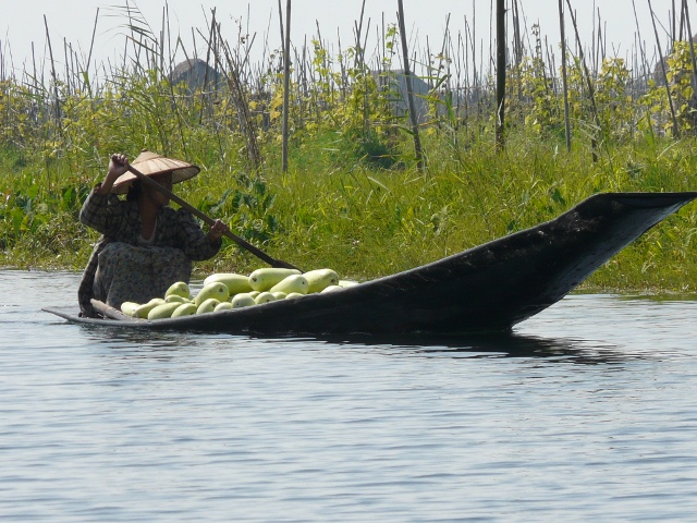 Paddling Bitter Gourds