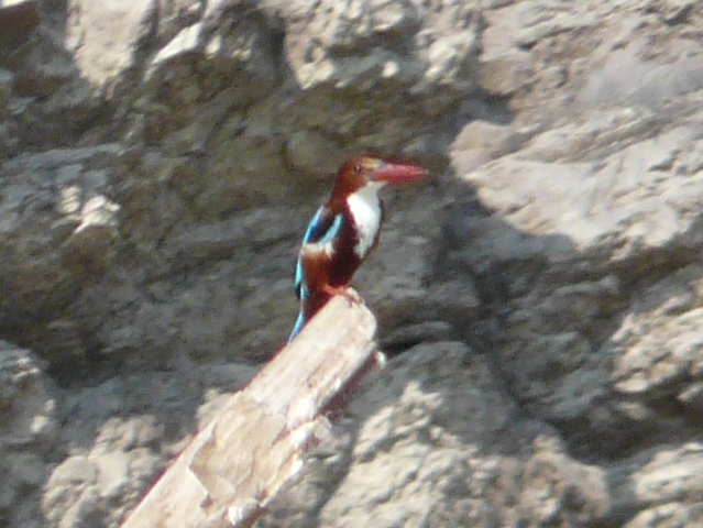 Kingfisher