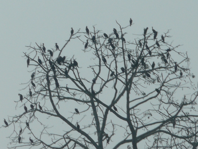 cormorants