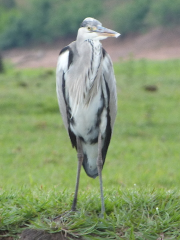 Black-headed-Heron