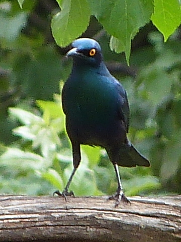 Burchell-Starling