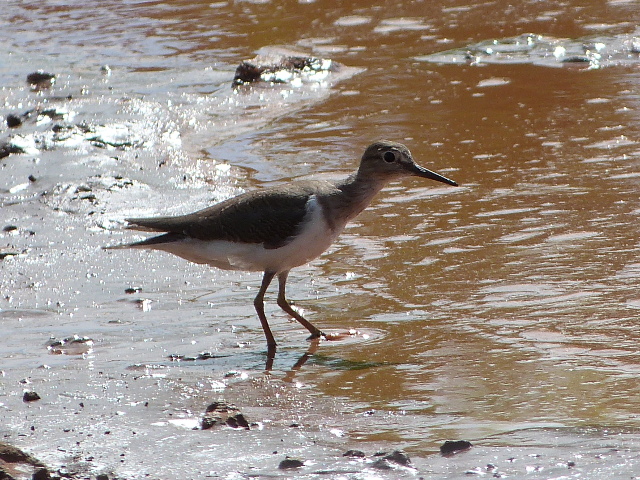 Common-Sandpiper