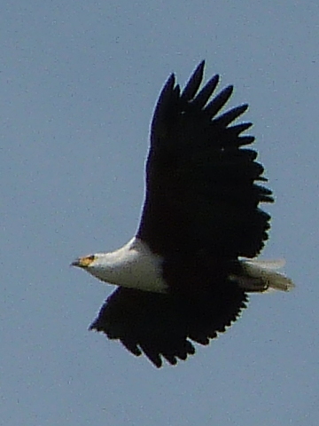 Fish-Eagle-flying