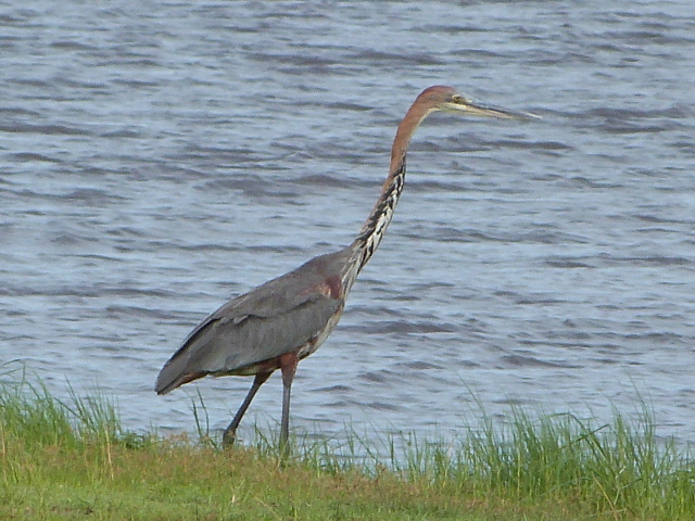 Goliath-Heron