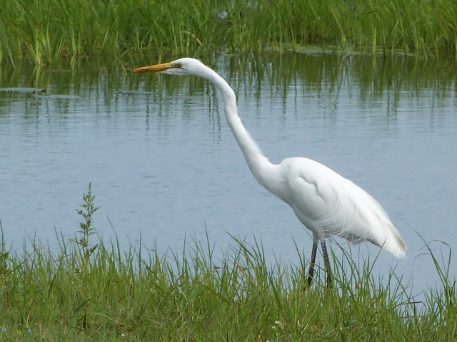 Great-Egret