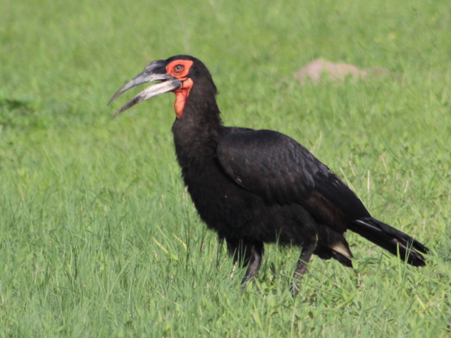 Ground-Hornbill-byJen