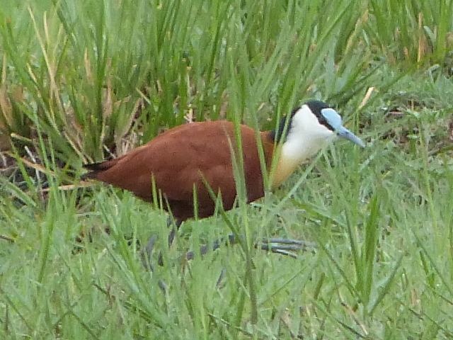 Jacana