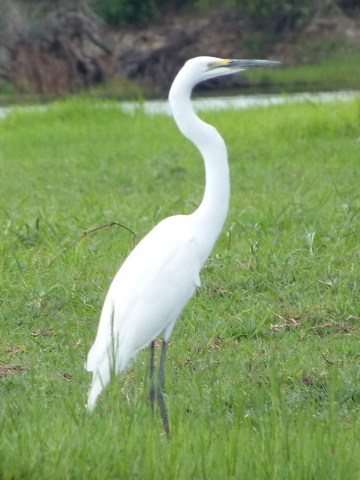 Little-Egret