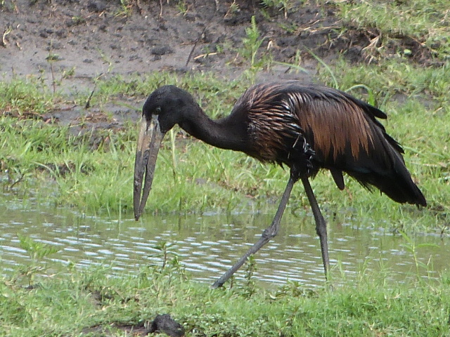 Open-billed-Stork