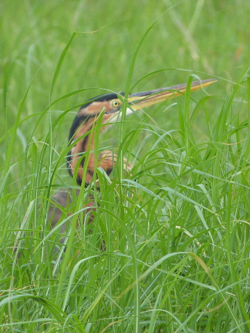 Purple-Heron