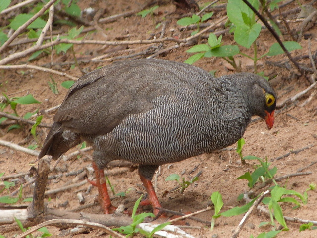 Red-billed-Francolin