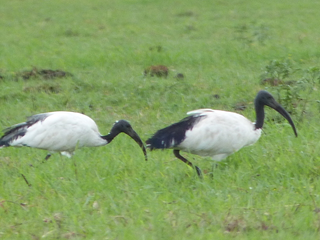 Sacred-Ibis