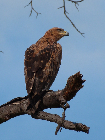 Tawny-Eagle