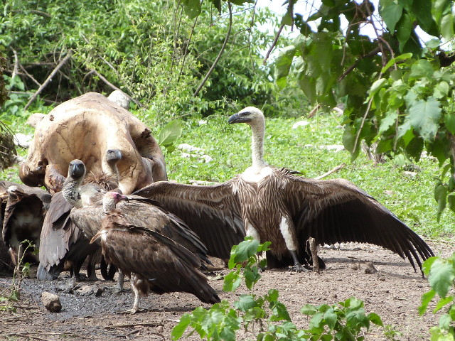 Vultures