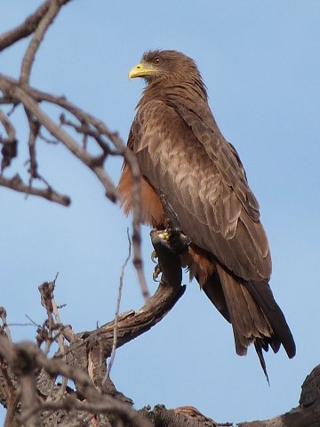 Yellow-billed-Kite