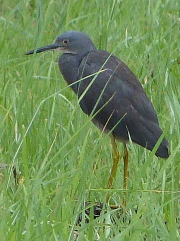 heron-yellow-legs