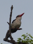 Grey-headed-Kingfisher (120 KB)