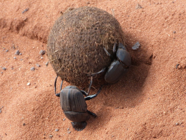 DungBeetles