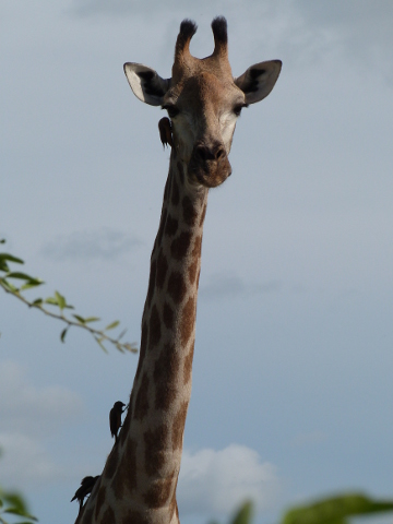 LongNeck